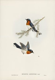 two birds sitting on top of a branch next to another bird in the air with wings spread