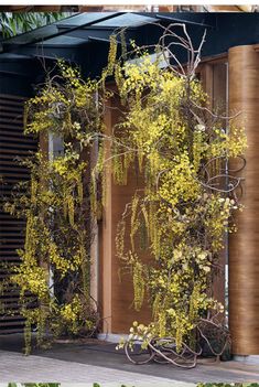 yellow flowers growing on the side of a building