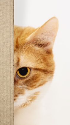 Cute Cat Phone Wallpaper Orange Cat Wallpaper, Cat Pee, Cat Memorial, Cat Accessories, Cat Sitting, Cat Wallpaper, Orange Cat, Siamese Cats, Maine Coon