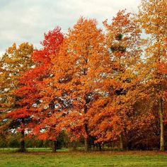 trees with orange and red leaves on them in an open field, during the fall