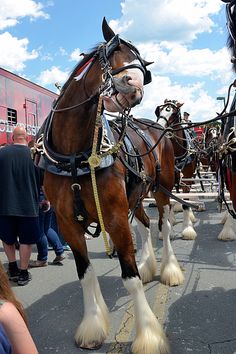 two horses are pulling a carriage down the street while people walk by onlookers