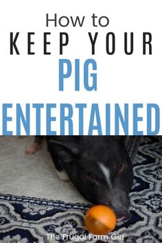 a dog playing with an orange ball on the floor and text overlay reads how to keep your pig entertained