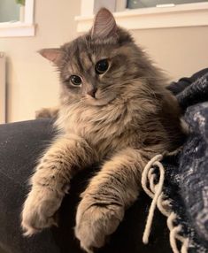 a cat sitting on top of a black couch