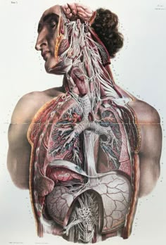 a diagram of the human body with organs and vessels attached to each side of the torso