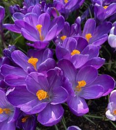 purple flowers with yellow stamens in the middle