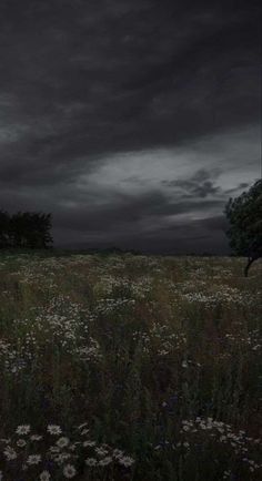 a field with flowers and trees under a dark sky