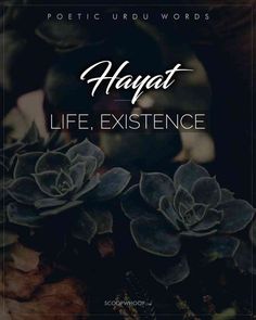 an image with the words hagatt life, experience and succulents