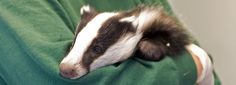 a small animal that is laying down on someone's arm in a green shirt