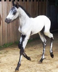 a white and black horse standing next to a wooden fence