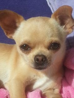 a small chihuahua dog laying on top of a pink blanket and looking at the camera