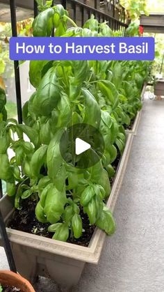 a row of basil plants with the words how to harvest basil in front of them