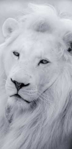 a black and white photo of a lion