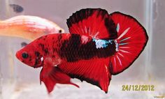 two red and black fish in an aquarium