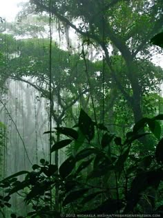 the jungle is full of green plants and trees with lots of hanging leaves on them