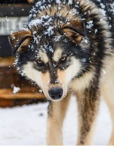 a wolf standing in the snow with it's eyes open