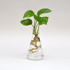 a plant in a glass vase filled with water and some gold wire wrapped around it