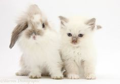 two small white and gray kittens sitting next to each other in front of a white background