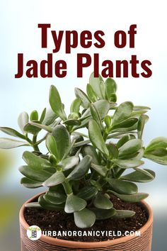 a potted plant with the title types of jade plants