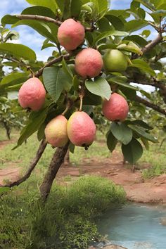 the fruit is growing on the tree by the water's edge and ready to be picked