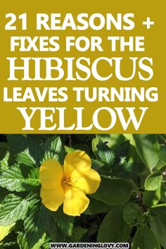 yellow flowers with the words, 21 reasons fixes for the hibiscus leaves turning yellow