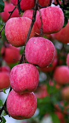 several red apples hanging from a tree in the rain