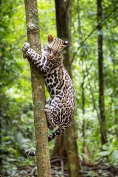 a cat climbing up the side of a tree in a forest with lots of trees