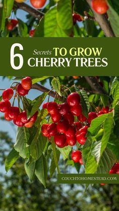 growing cherry tree How To Grow Cherries, Growing Tree