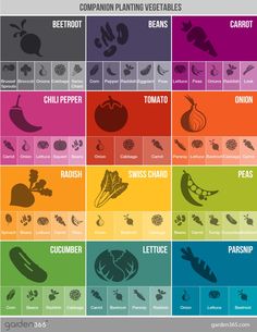 the different types of vegetables and their names