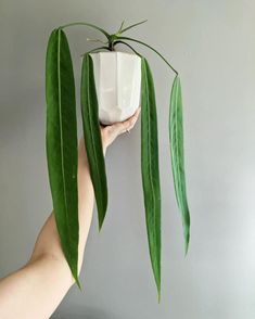 a person holding a plant in their hand