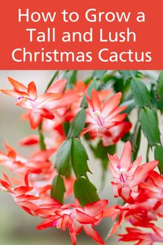 red flowers with the words how to grow a tall and lush christmas cactus on it