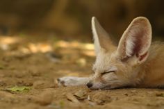 a baby fox sleeping on the ground with its eyes closed