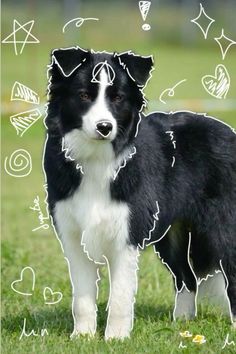 a black and white dog standing on top of a lush green field with lots of doodles