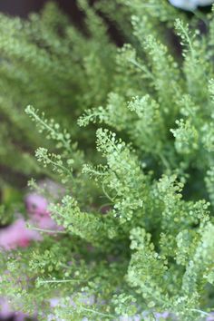 some green plants that are growing in the dirt