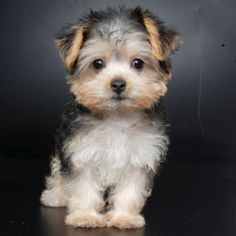 a small dog sitting on top of a black table