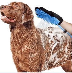 a brown dog standing next to a person with a blue brush on it's head