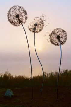 three dandelions blowing in the wind on top of a grass covered field at sunset