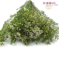 some white flowers and green leaves on a white background