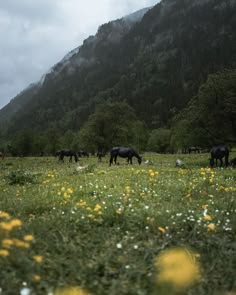 several horses grazing in a field with mountains in the background and wildflowers on the ground