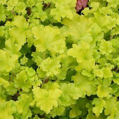 some green leaves are growing in the ground