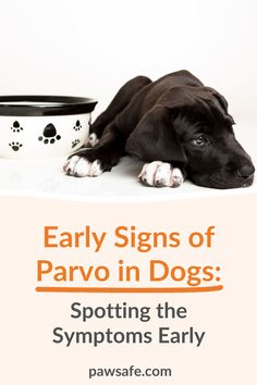 a black dog laying next to a bowl with paw prints on it and the words, early signs of parvo in dogs spotting the symptons early days