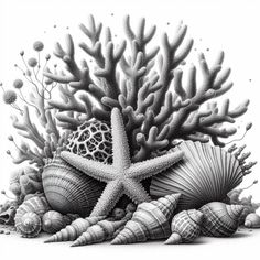 a pencil drawing of sea shells and starfish