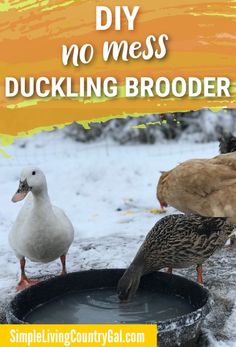 two ducks drinking water from a bucket with the words diy no mess duckling broader