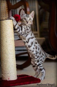 a cat standing on its hind legs next to a scratching post with it's paw in the air