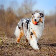 a dog is walking through the grass with an apple in its mouth