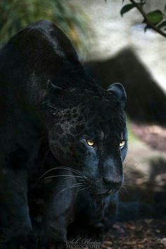 an image of a black leopard on twitter