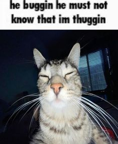 a cat that is laying down with its eyes closed and the caption says, he buggin he must not know that i'm thru