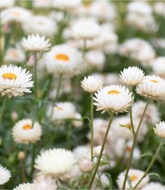 many white flowers with yellow centers in a field