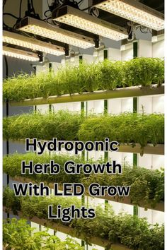 the hydroponic herb growth with led grow lights is shown in this image, and it