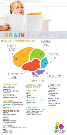 the brain is labeled in different colors