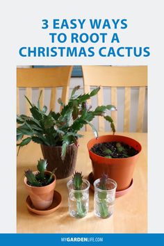 three potted plants on a table with the title 3 easy ways to root a christmas cactus